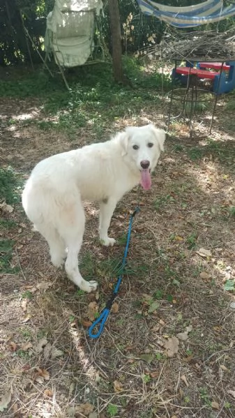 Yoghy Splendido Cucciolotto Simil Maremmano Cerca Famiglia | Foto 5