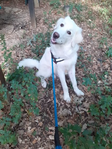 Yoghy Splendido Cucciolotto Simil Maremmano Cerca Famiglia | Foto 4