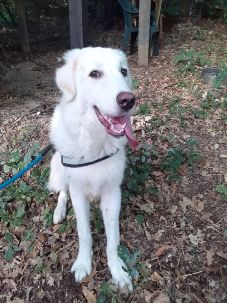 Yoghy Splendido Cucciolotto Simil Maremmano Cerca Famiglia | Foto 3