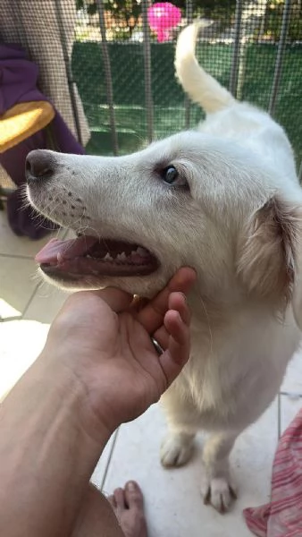 Yoghy Splendido Cucciolotto Simil Maremmano Cerca Famiglia | Foto 3