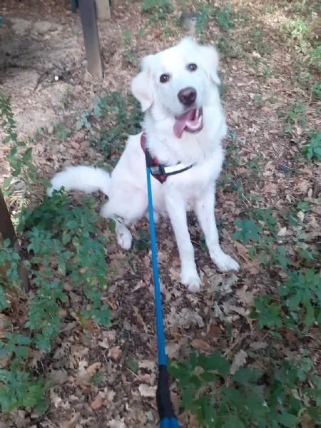 Yoghy Splendido Cucciolotto Simil Maremmano Cerca Famiglia | Foto 2
