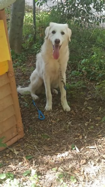 Yoghy Splendido Cucciolotto Simil Maremmano Cerca Famiglia | Foto 1