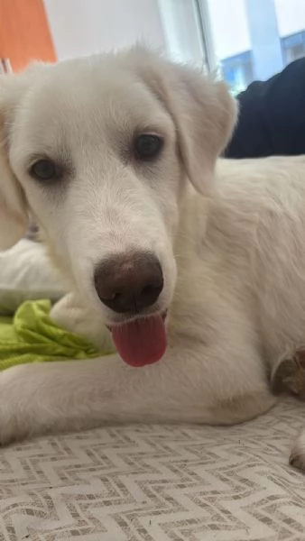 Yoghy Splendido Cucciolotto Simil Maremmano Cerca Famiglia | Foto 1