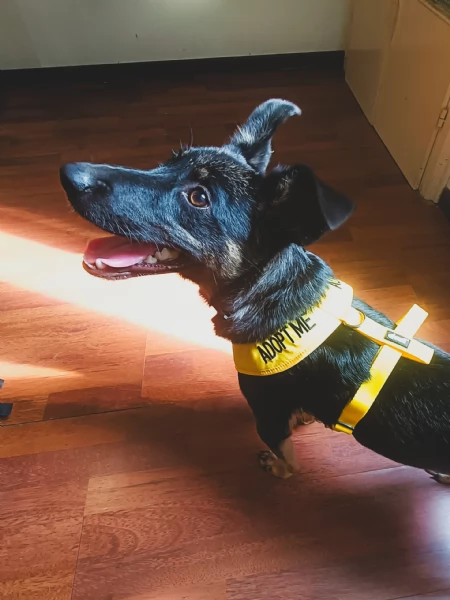 Tiodor Splendido Cucciolo a Milano Cerca Famiglia  | Foto 3