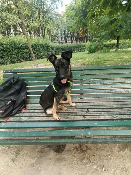 Tiodor Splendido Cucciolo a Milano Cerca Famiglia  | Foto 2