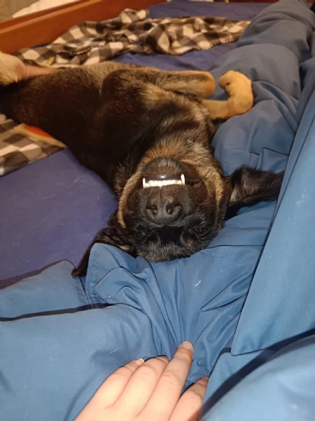Tiodor Splendido Cucciolo a Milano Cerca Famiglia  | Foto 1