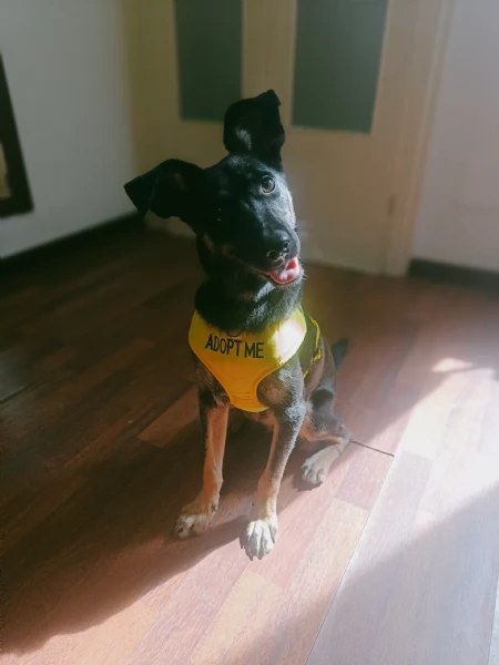 Tiodor Splendido Cucciolo a Milano Cerca Famiglia 