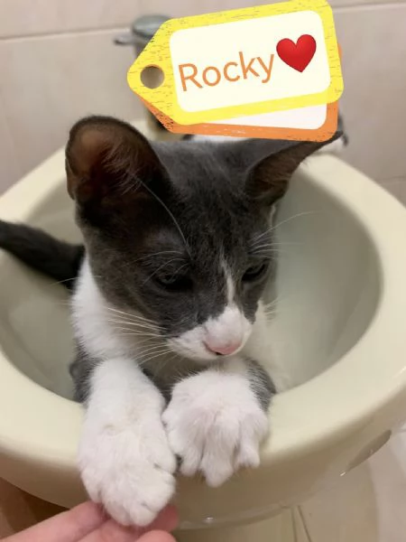 Rocky Splendido Dolce Gattino Cerca Famiglia | Foto 1