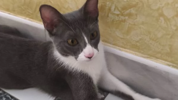 Rocky Splendido Dolce Gattino Cerca Famiglia | Foto 0