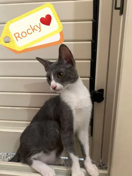 Rocky Splendido Dolce Gattino Cerca Famiglia