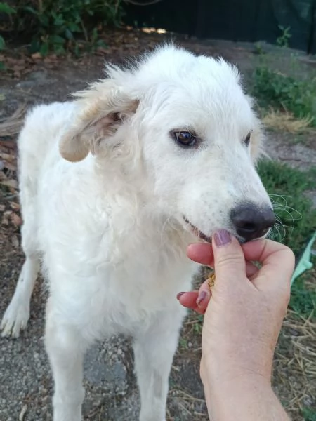 Giulio Splendido Simil Golden Retriever Cerca Famiglia | Foto 4