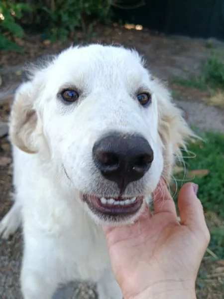 Giulio Splendido Simil Golden Retriever Cerca Famiglia | Foto 2