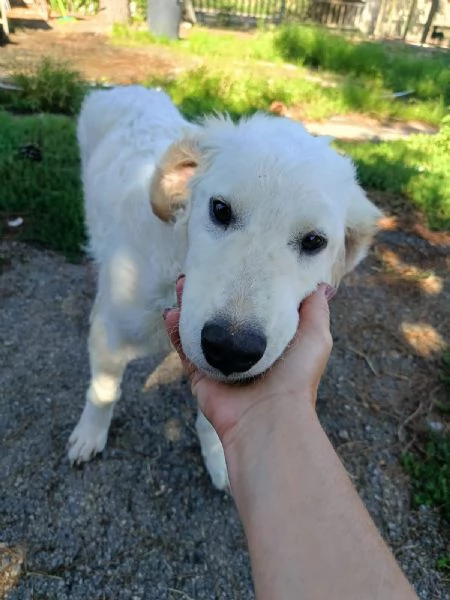 Giulio Splendido Simil Golden Retriever Cerca Famiglia