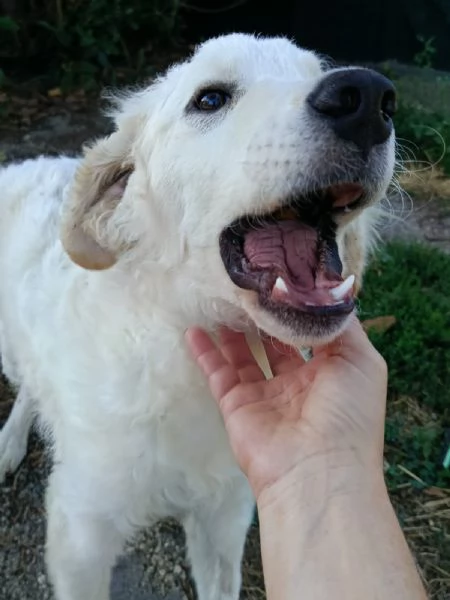 Giulio Splendido Simil Golden Retriever Cerca Famiglia | Foto 0