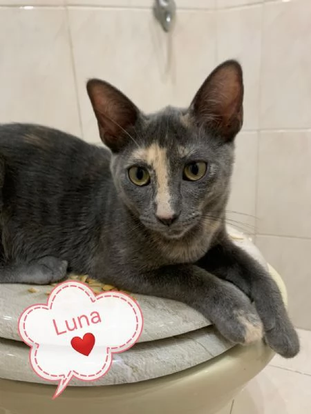 Luna Splendida Dolce Gattina Cerca Famiglia