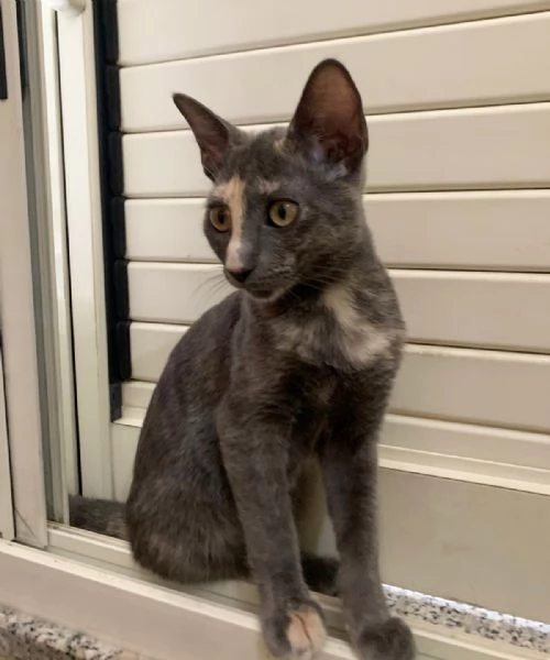 Luna Splendida Dolce Gattina Cerca Famiglia | Foto 0
