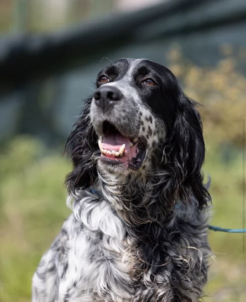 Zeus splendido giovane Setter cerca famiglia