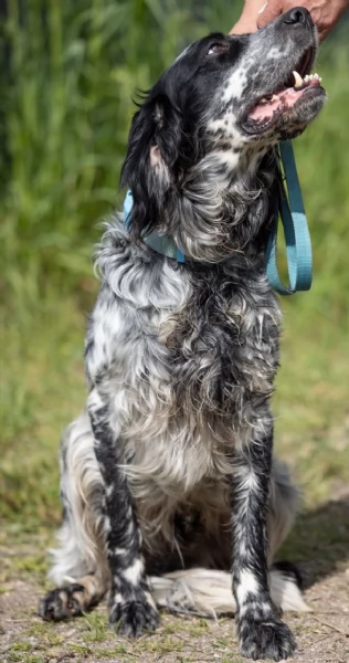 Zeus splendido giovane Setter cerca famiglia | Foto 6