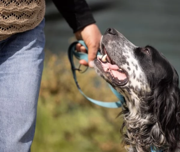 Zeus splendido giovane Setter cerca famiglia | Foto 5