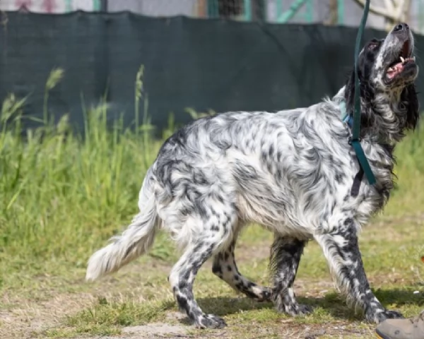 Zeus splendido giovane Setter cerca famiglia | Foto 4