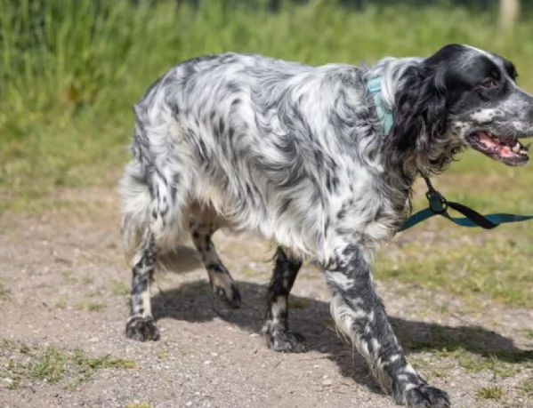 Zeus splendido giovane Setter cerca famiglia | Foto 3