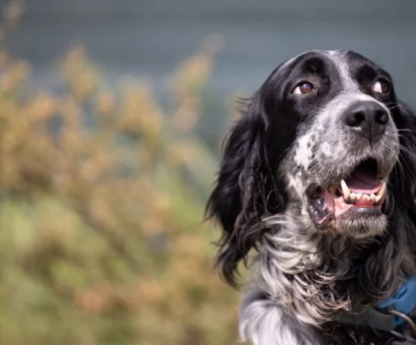 Zeus splendido giovane Setter cerca famiglia | Foto 1