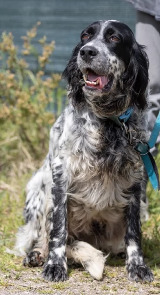 Zeus splendido giovane Setter cerca famiglia | Foto 0