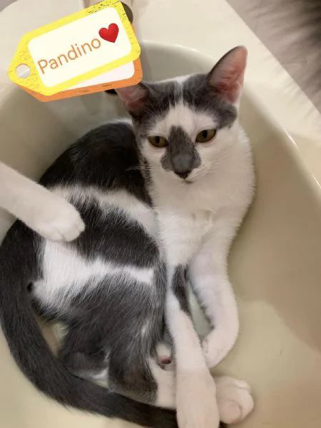 Pandino meraviglioso dolce gattino cerca famiglia | Foto 2