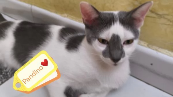 Pandino meraviglioso dolce gattino cerca famiglia | Foto 1