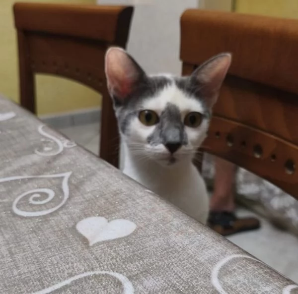 Pandino meraviglioso dolce gattino cerca famiglia