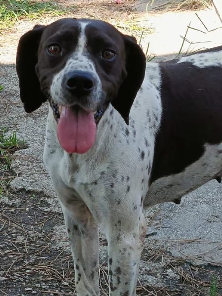 SOPHIA SPLENDIDA GIOVANE MIX POINTER CERCA CONDIVISIONI eo CASA | Foto 6