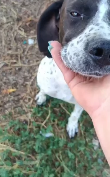 SOPHIA SPLENDIDA GIOVANE MIX POINTER CERCA CONDIVISIONI eo CASA | Foto 4