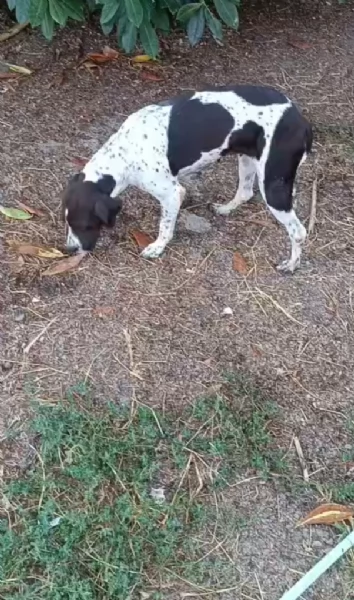 SOPHIA SPLENDIDA GIOVANE MIX POINTER CERCA CONDIVISIONI eo CASA | Foto 3