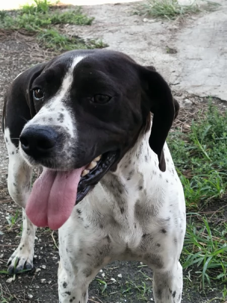 SOPHIA SPLENDIDA GIOVANE MIX POINTER CERCA CONDIVISIONI eo CASA | Foto 1