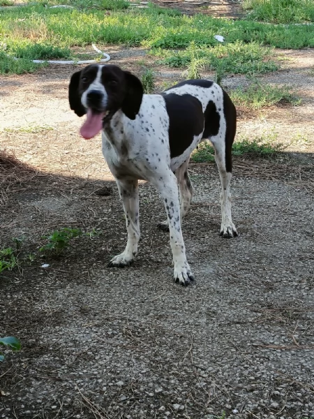 SOPHIA SPLENDIDA GIOVANE MIX POINTER CERCA CONDIVISIONI eo CASA | Foto 0