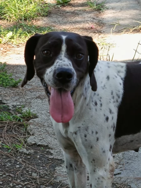 SOPHIA SPLENDIDA GIOVANE MIX POINTER CERCA CONDIVISIONI eo CASA