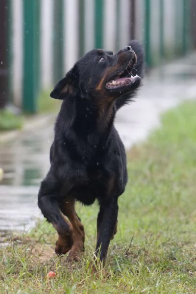 VICTOR SPLENDIDO GIOVANE ROTTWEILER CERCA ADOZIONE | Foto 4