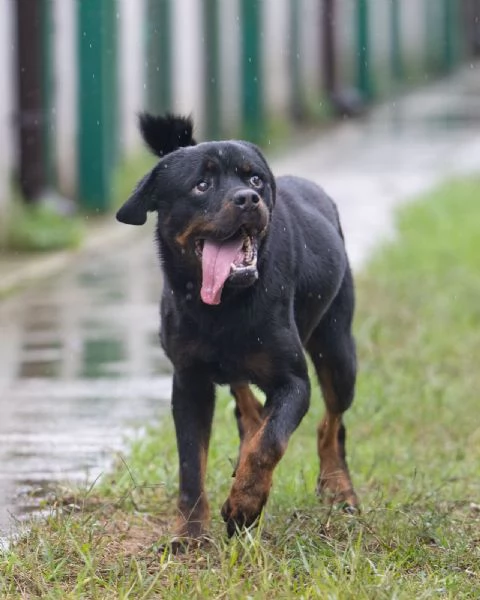 VICTOR SPLENDIDO GIOVANE ROTTWEILER CERCA ADOZIONE