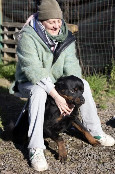 VICTOR SPLENDIDO GIOVANE ROTTWEILER CERCA ADOZIONE | Foto 3