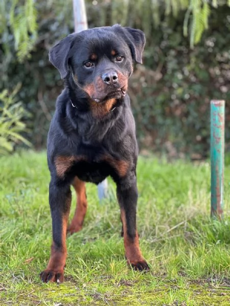 VICTOR SPLENDIDO GIOVANE ROTTWEILER CERCA ADOZIONE