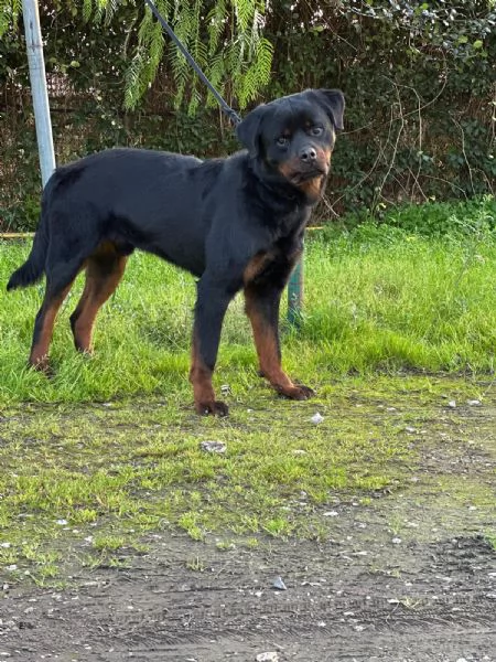 VICTOR SPLENDIDO GIOVANE ROTTWEILER CERCA ADOZIONE | Foto 2