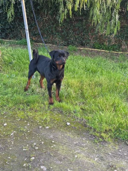 VICTOR SPLENDIDO GIOVANE ROTTWEILER CERCA ADOZIONE | Foto 1