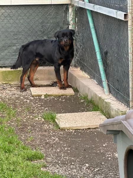 VICTOR SPLENDIDO GIOVANE ROTTWEILER CERCA ADOZIONE | Foto 0