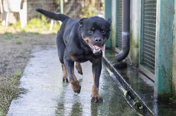 VICTOR SPLENDIDO GIOVANE ROTTWEILER CERCA ADOZIONE | Foto 2