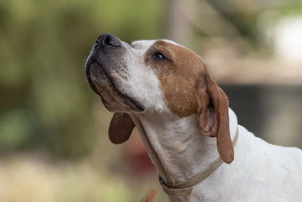PENELOPE SPLENDIDA GIOVANE POINTER CERCA FAMIGLIA | Foto 5