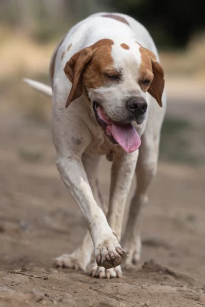 PENELOPE SPLENDIDA GIOVANE POINTER CERCA FAMIGLIA | Foto 4