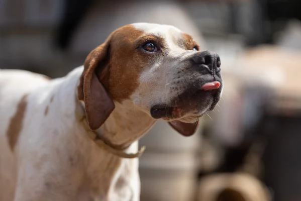 PENELOPE SPLENDIDA GIOVANE POINTER CERCA FAMIGLIA | Foto 3