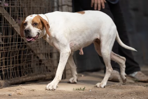 PENELOPE SPLENDIDA GIOVANE POINTER CERCA FAMIGLIA | Foto 0