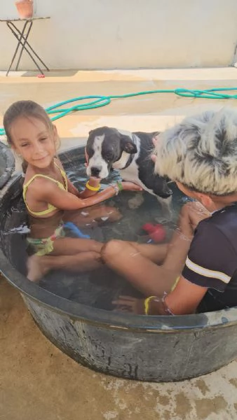 Pane dolcissimo cucciolo bianco nero cerca famiglia | Foto 3