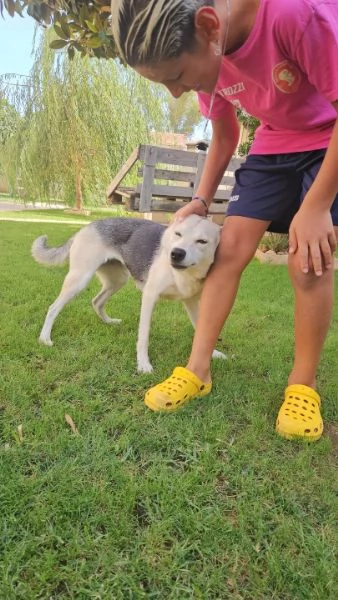 Patty splendida giovane cagnolina tg medio piccola cerca famiglia | Foto 4